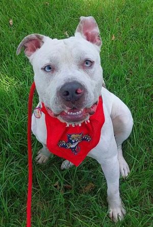 Unforgotten Paws Program - Rehoming long term residents Unforgotten Paws is a special initiative of 