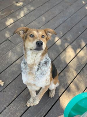 BAILEY, Adult Male unknown