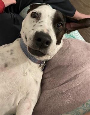 DARLA, Adult Female unknown