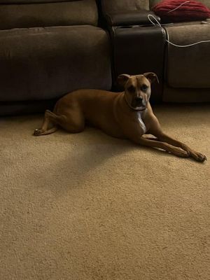 SCARLETT, Adult Female unknown
