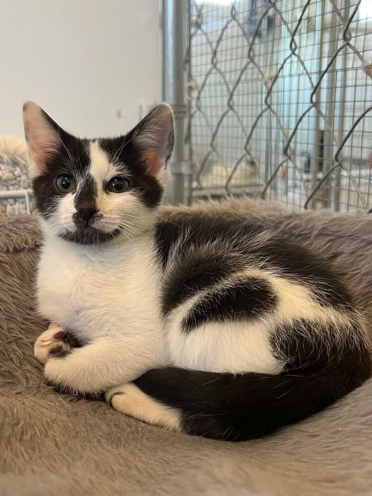 Patch, an adoptable Domestic Short Hair in McPherson, KS, 67460 | Photo Image 2