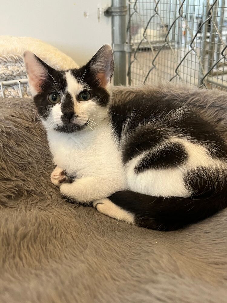 Patch, an adoptable Domestic Short Hair in McPherson, KS, 67460 | Photo Image 4