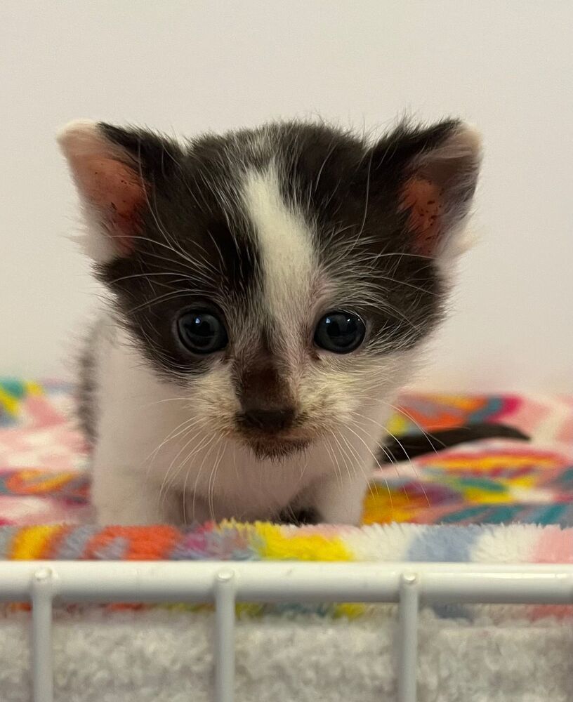 Patch, an adoptable Domestic Short Hair in McPherson, KS, 67460 | Photo Image 5