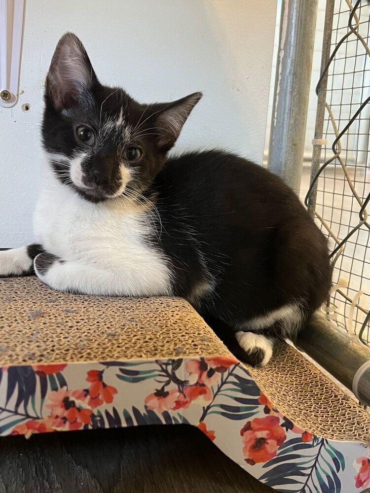 Freckles, an adoptable Domestic Short Hair in McPherson, KS, 67460 | Photo Image 2