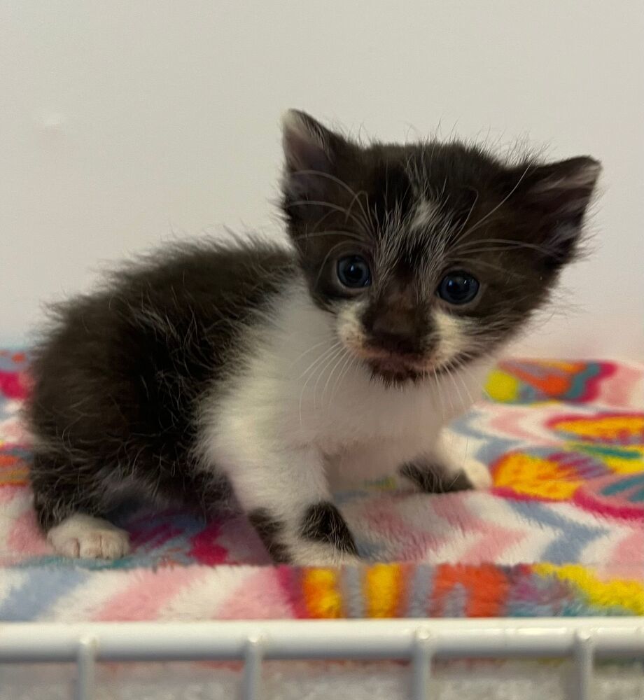 Freckles, an adoptable Domestic Short Hair in McPherson, KS, 67460 | Photo Image 3