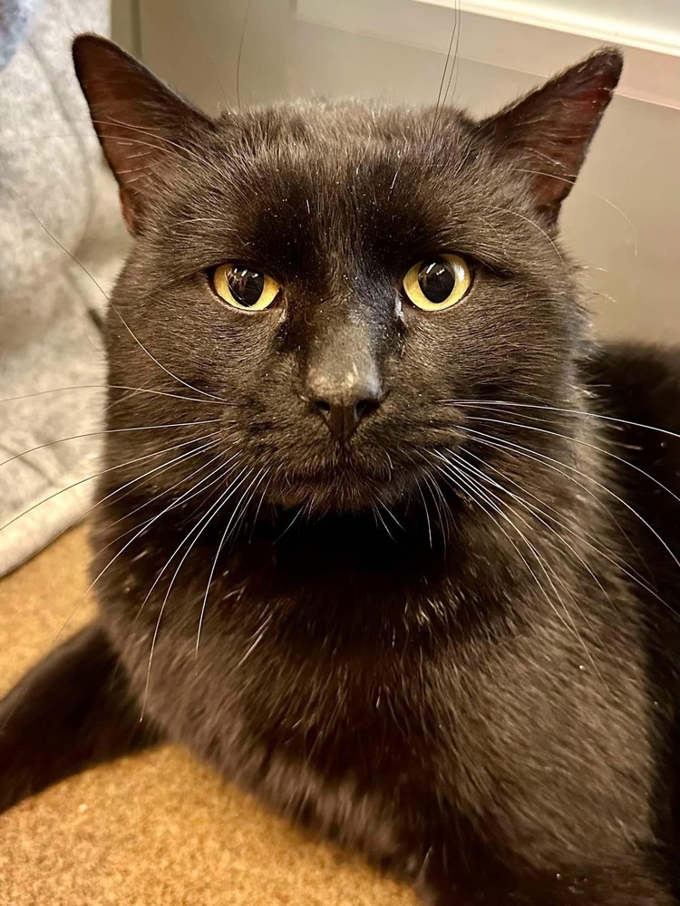 Ben, an adoptable Domestic Short Hair in McPherson, KS, 67460 | Photo Image 1