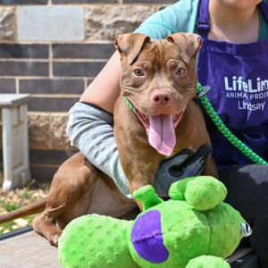 MARIELLA is ready for a life of love and adventure She has playful puppy energy and enjoys toys an