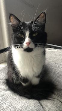 Mamacita is sweet petite and friendly tuxedo girl who loves to climb into your lap and purr She ge