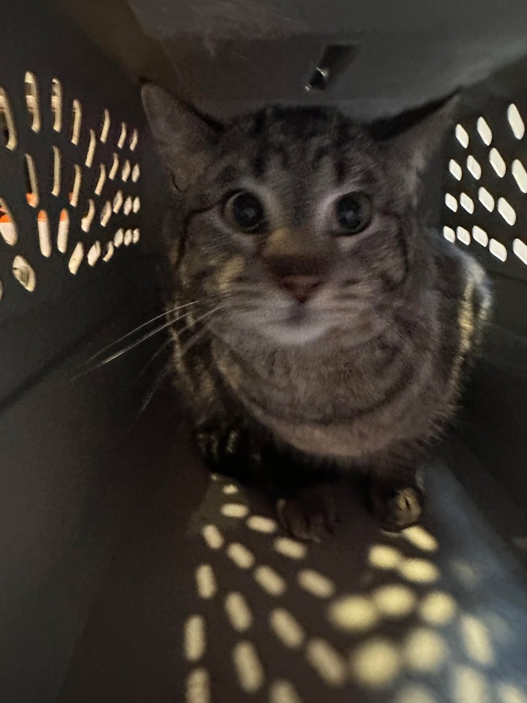 Jamie Scott, an adoptable Domestic Short Hair in Cloquet, MN, 55720 | Photo Image 2
