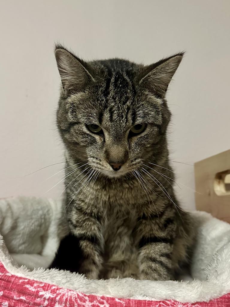 Jamie Scott, an adoptable Domestic Short Hair in Cloquet, MN, 55720 | Photo Image 3
