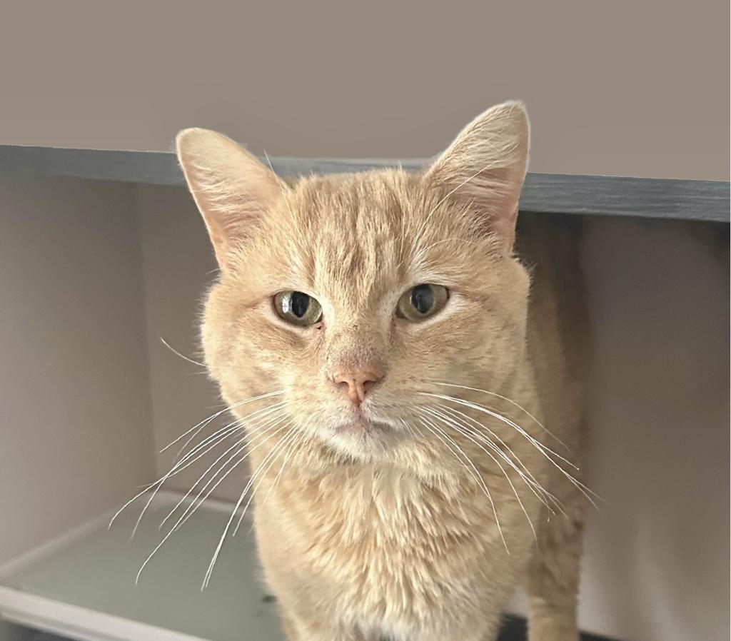 Nathan Scott, an adoptable Domestic Short Hair in Cloquet, MN, 55720 | Photo Image 2