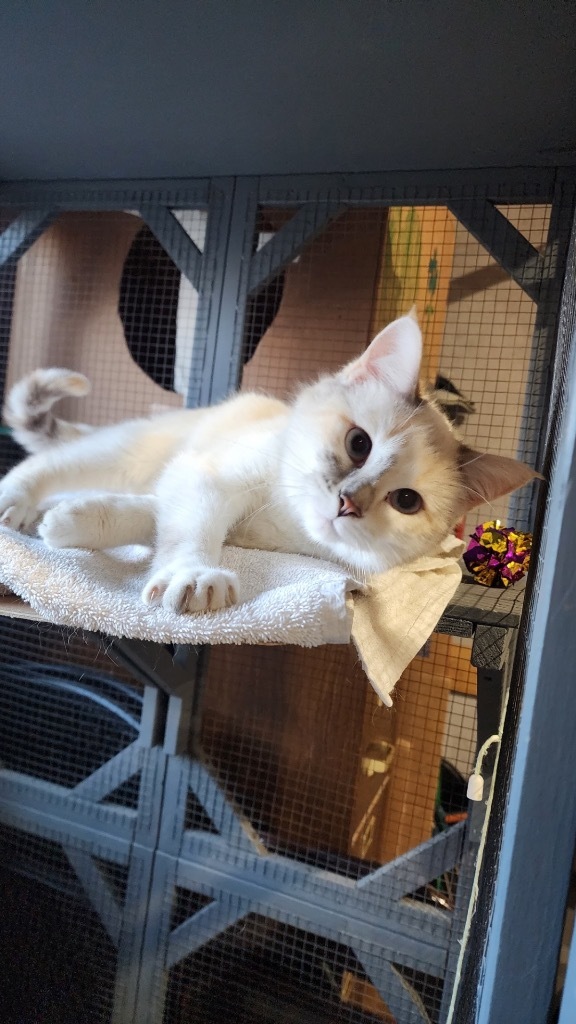Calypso, an adoptable Domestic Medium Hair in Cloquet, MN, 55720 | Photo Image 1