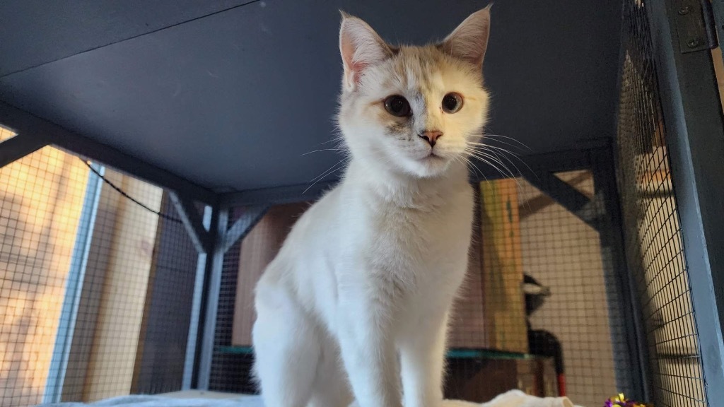 Calypso, an adoptable Domestic Medium Hair in Cloquet, MN, 55720 | Photo Image 2