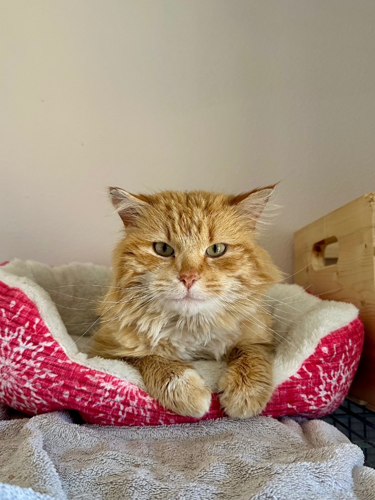 Lucas Scott, an adoptable Domestic Medium Hair in Cloquet, MN, 55720 | Photo Image 1