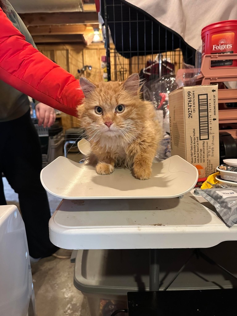Lucas Scott, an adoptable Domestic Medium Hair in Cloquet, MN, 55720 | Photo Image 2