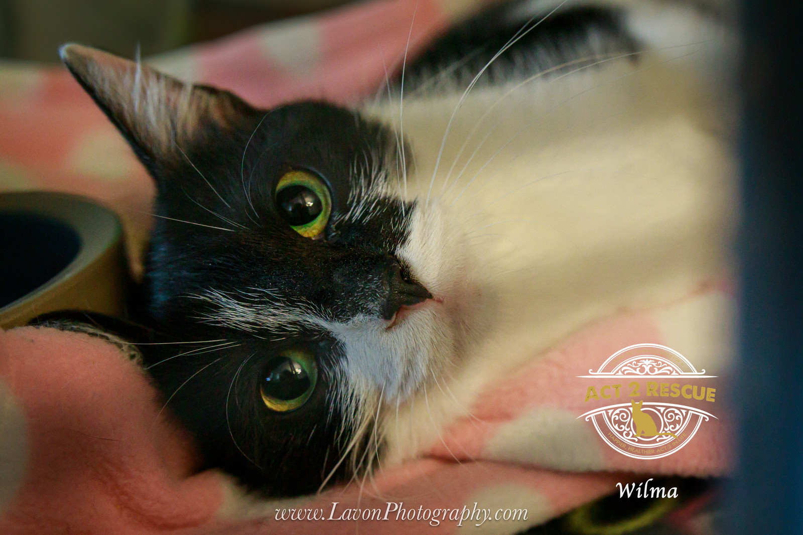 Wilma