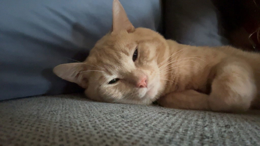 Dewey