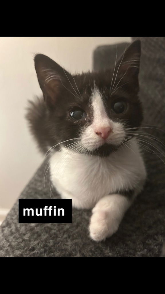25-01 "A" Muffin
