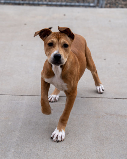 Drizzle, an adoptable Pit Bull Terrier, Mixed Breed in Pequot Lakes, MN, 56472 | Photo Image 1