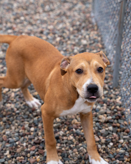 Drizzle, an adoptable Pit Bull Terrier, Mixed Breed in Pequot Lakes, MN, 56472 | Photo Image 2