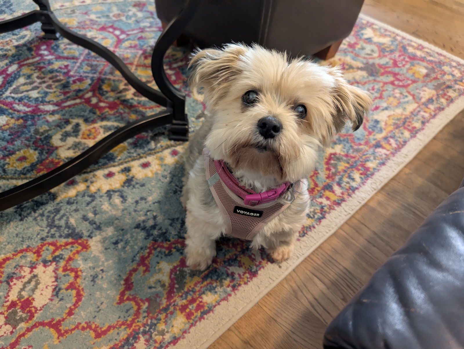 Mollie I (New Digs)