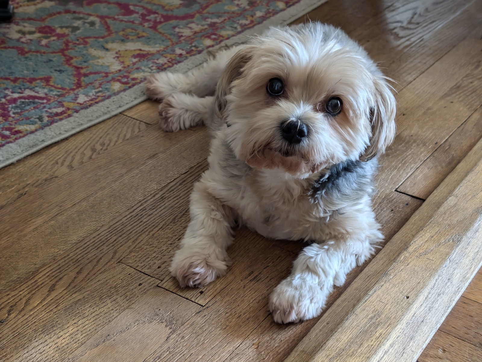Mollie I (New Digs)