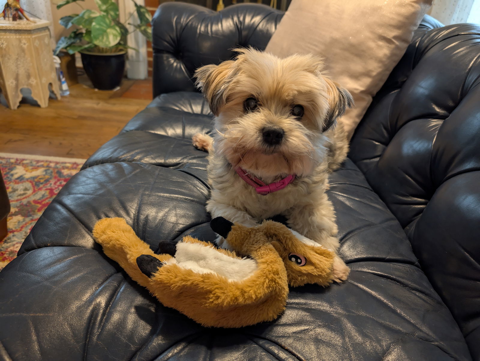 Mollie I (New Digs)