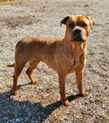 Yolanda (6645), an adoptable Pit Bull Terrier in Lake City, MI, 49651 | Photo Image 1