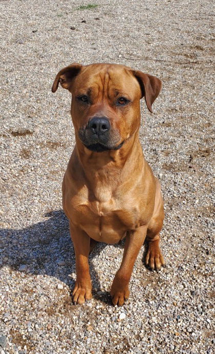 Yolanda (6645), an adoptable Pit Bull Terrier in Lake City, MI, 49651 | Photo Image 1