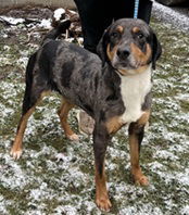 Rosco