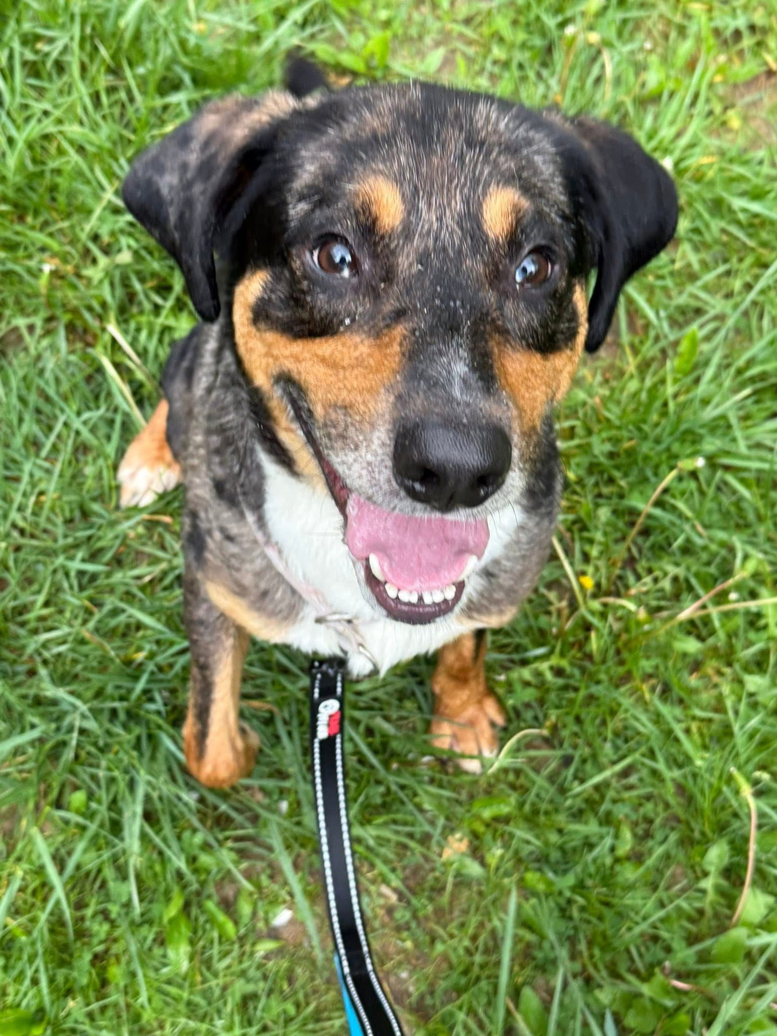 Rosco
