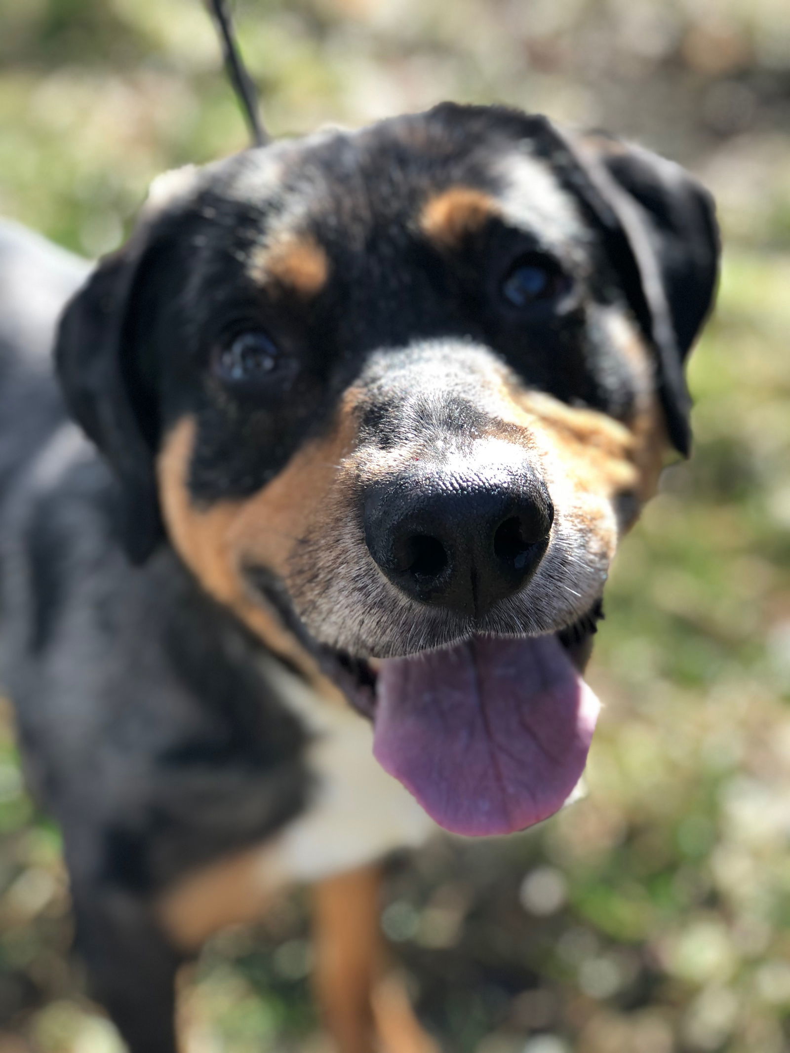Rosco