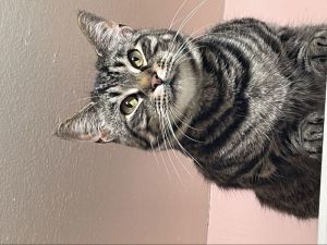 Wanda, Young Female Domestic Short Hair
