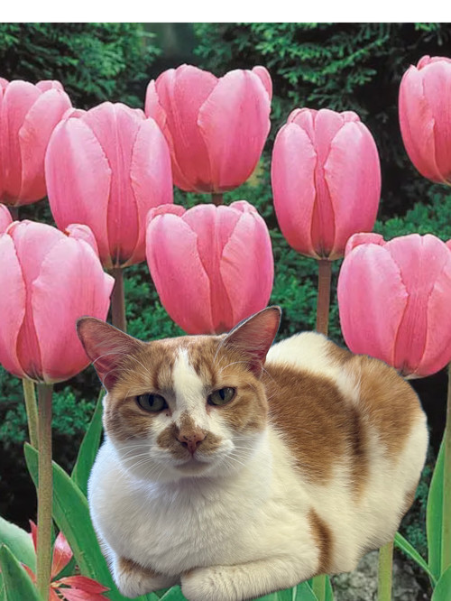 Tulip
