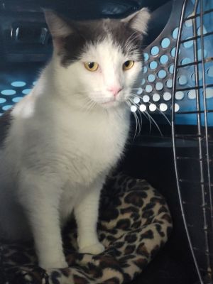 Smokey Joe, Adult Male American Shorthair