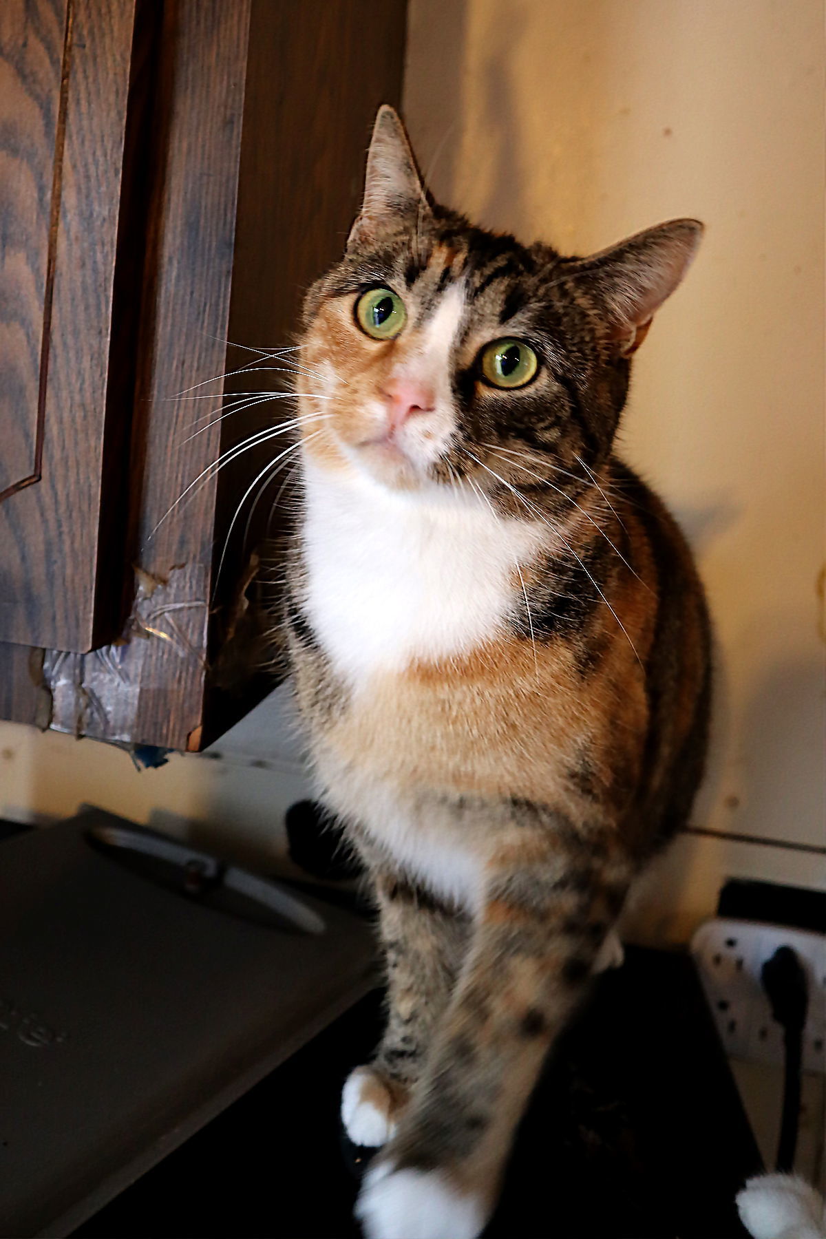 Calicos - Suzannah