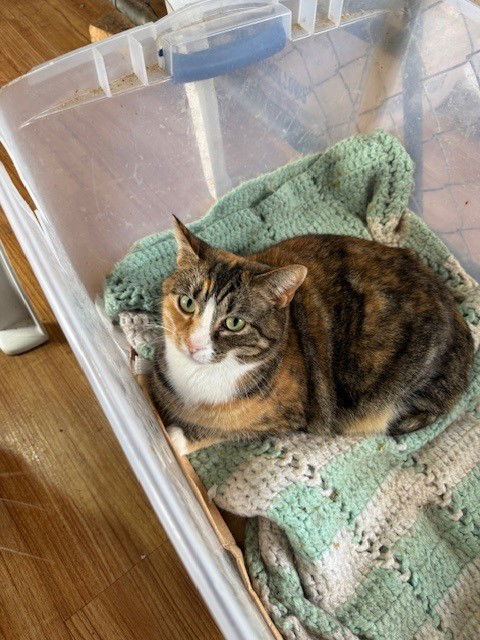 Calicos - Suzannah