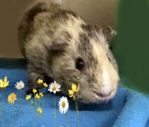 Latte, Adult Male Guinea Pig