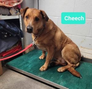 Cheech-Sponsored, Adult Male unknown