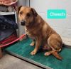 Cheech-Sponsored photo 1