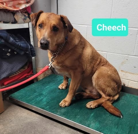 Cheech-Sponsored, an adoptable Affenpinscher, Labrador Retriever in Richmond, IN, 47374 | Photo Image 1