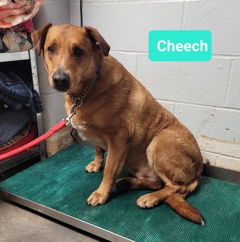 Cheech-Sponsored, an adoptable Affenpinscher, Labrador Retriever in Richmond, IN, 47374 | Photo Image 2