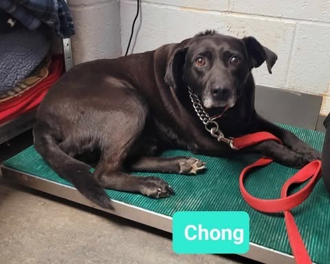 Chong, an adoptable Labrador Retriever, Affenpinscher in Richmond, IN, 47374 | Photo Image 1