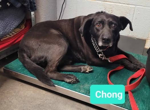 Chong, an adoptable Labrador Retriever, Affenpinscher in Richmond, IN, 47374 | Photo Image 2