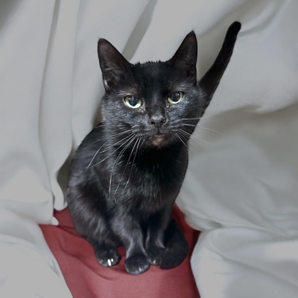 Salem