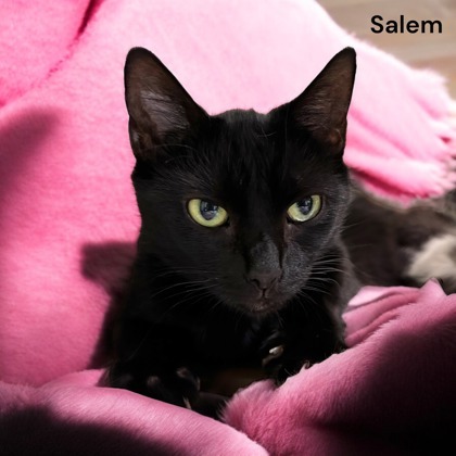 Salem 2