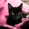 Salem