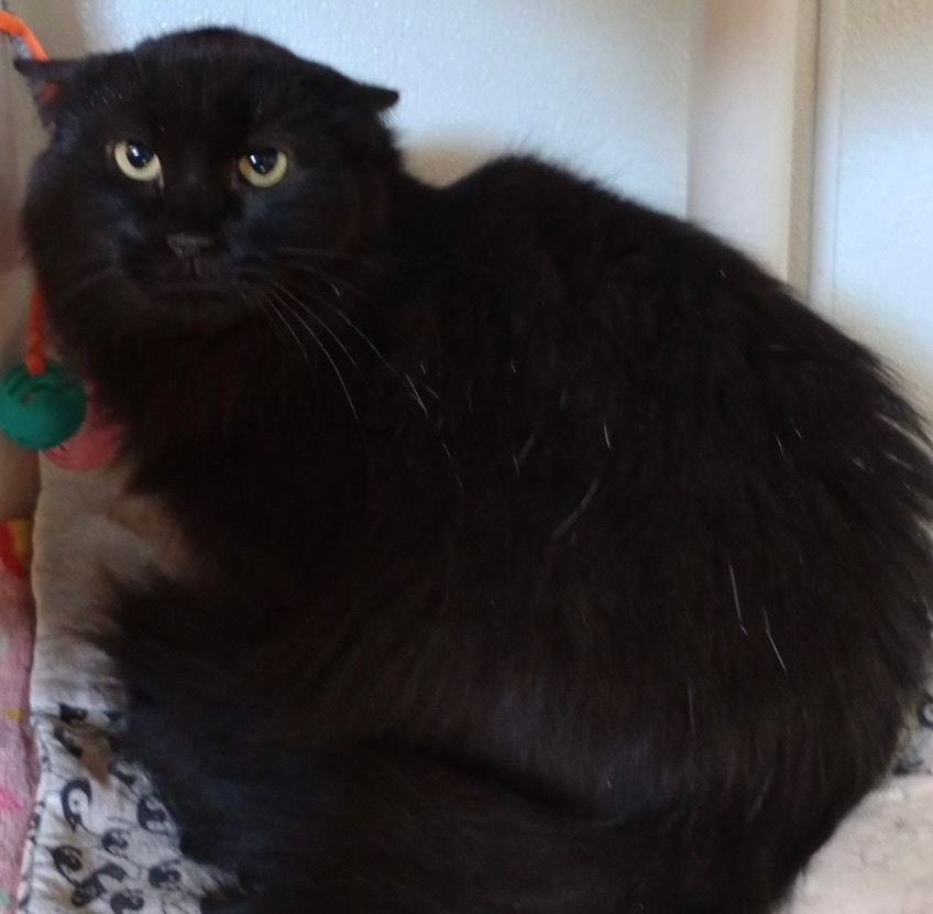 Henrietta (momma Cat)