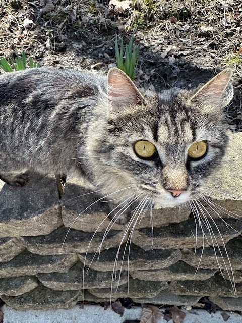 Gracie