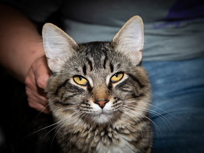 Loco, an adoptable Domestic Medium Hair, Domestic Short Hair in Longmont, CO, 80501 | Photo Image 1
